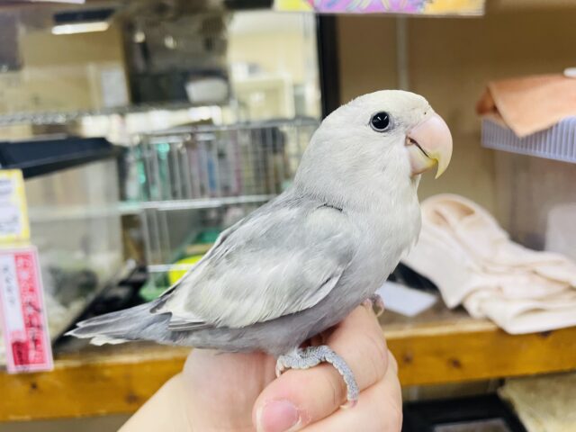 コザクラインコ（小桜インコ）