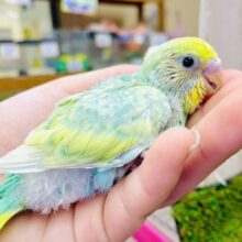 キラキラジュエリー💎のように輝いちゃうよ✨　セキセイインコ　パステルカラーレインボースパングル