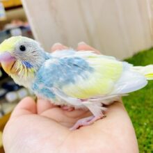 お空×レモンの特別なグラデーション🌟　セキセイインコ　パステルレインボーパイド