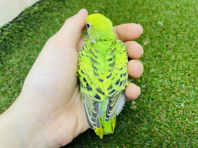 セキセイインコ