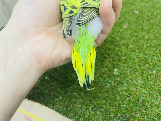 セキセイインコ