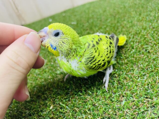 セキセイインコ