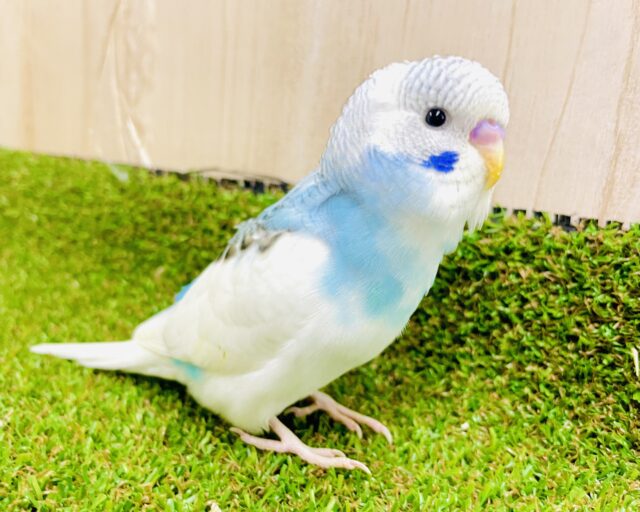 最新画像になりますよ⭐️ニパッといつまでもその笑顔を守りたい🫶　セキセイインコ　　パイド