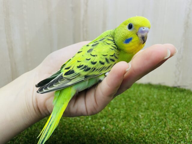 セキセイインコ