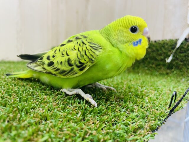 セキセイインコ