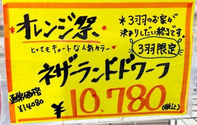 ネザーランドドワーフ