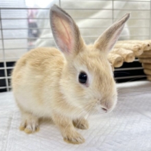 オレンジ祭🏮 あと1羽❗️ネザーランドドワーフ (オレンジ)