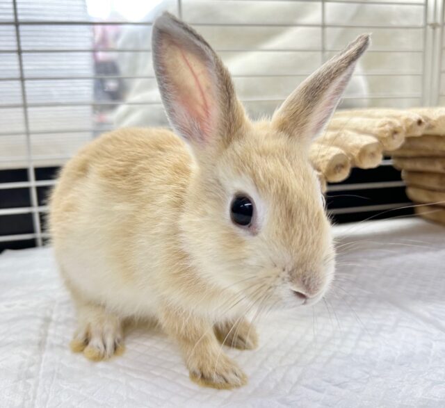 オレンジ祭🏮 あと1羽❗️ネザーランドドワーフ (オレンジ)