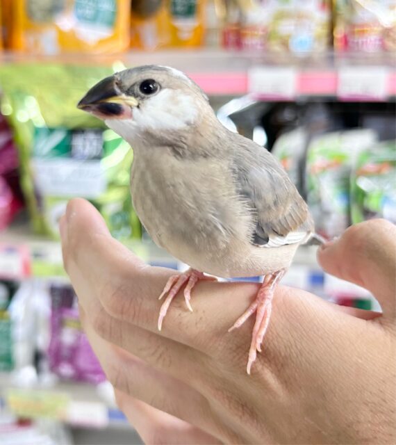 ❣️最新画像になります❣️定番人気 🩶桜文鳥 2023年9月生まれ 桜文鳥