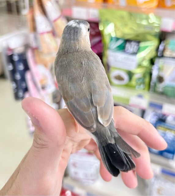 ❣️最新画像になります❣️定番人気 🩶桜文鳥 2023年9月生まれ 桜文鳥