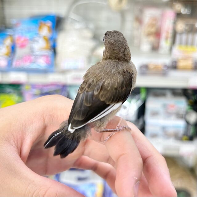 十姉妹（ジュウシマツ）