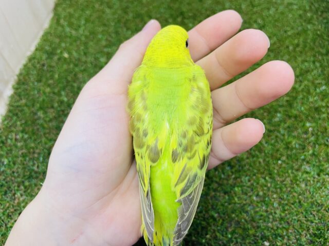 セキセイインコ