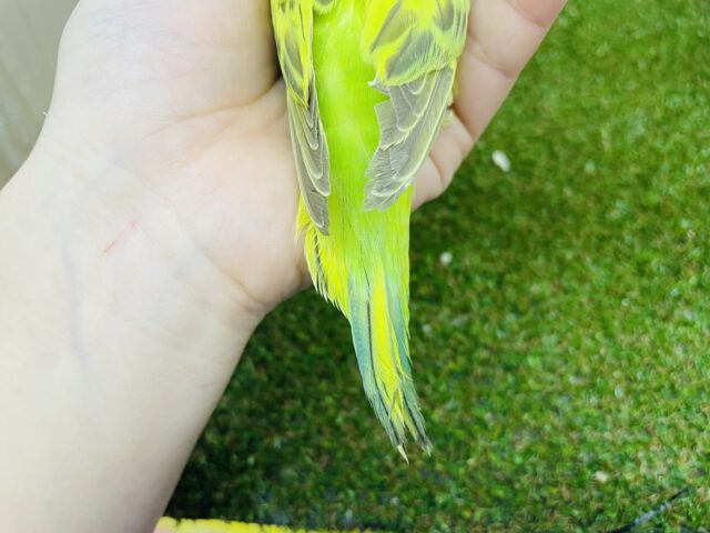 セキセイインコ