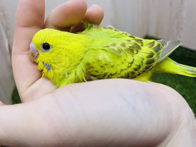 セキセイインコ