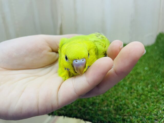 セキセイインコ