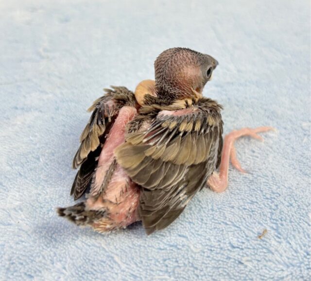 ✨最新画像あります✨️元気いっぱい❗️桜文鳥 2023年9月生まれ 桜文鳥