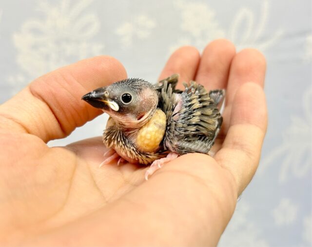 ✨最新画像あります✨️元気いっぱい❗️桜文鳥 2023年9月生まれ 桜文鳥