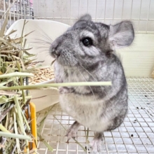 もふもふ🩶チンチラ グレー 女の子 2023年7月生まれ