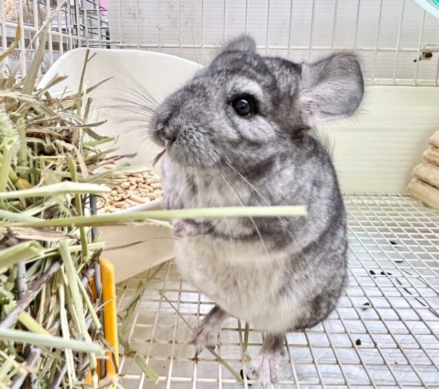 もふもふ🩶チンチラ グレー 女の子 2023年7月生まれ