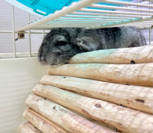 もふもふ🩶チンチラ グレー 女の子 2023年7月生まれ チンチラ