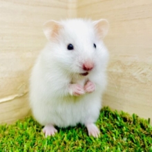 ふわふわ雲を食べたいな😋　長毛ハムスター　ホワイト　男の子