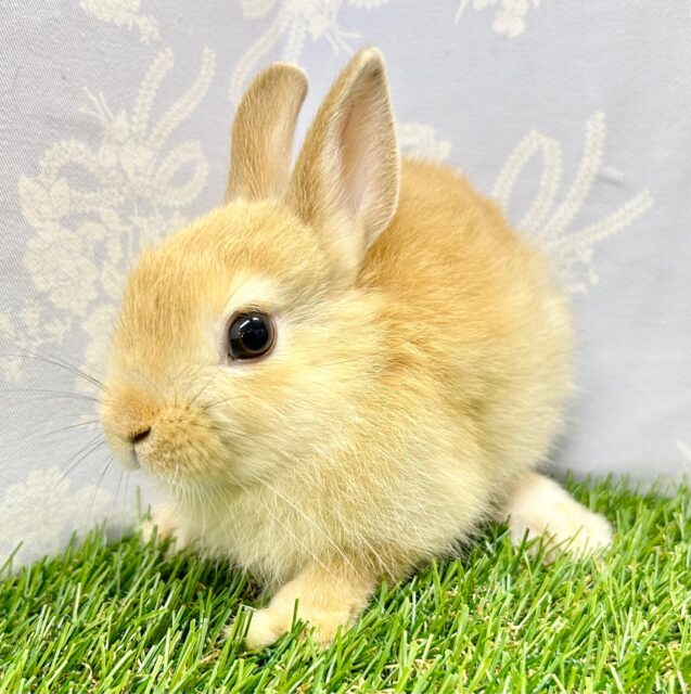 ネザーランドドワーフ