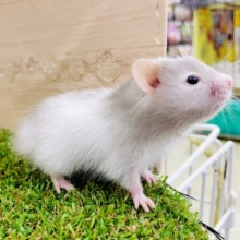 ウルフ🐺ちゃんだよ〜！！オオカミみたいなハムちゃん🐹　セーブルバンデット　男の子