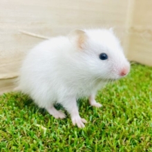 ワタアメに憧れて、、☁️ 長毛ハムスター　ホワイト　女の子