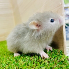 ふわもこしふぉんな夢の中☁️ セーブル　女の子