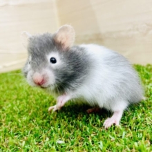 ほお〜っとした顔が得意なセーブルちゃん❤️ セーブルバンデット　女の子