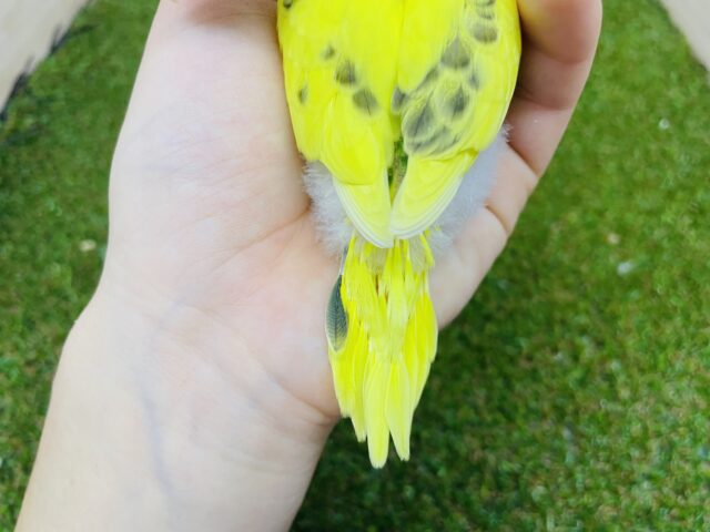 セキセイインコ