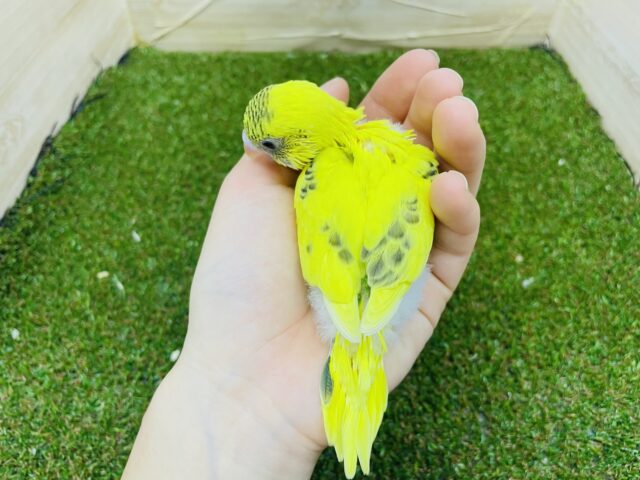 セキセイインコ