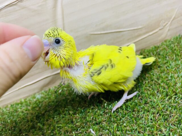 セキセイインコ