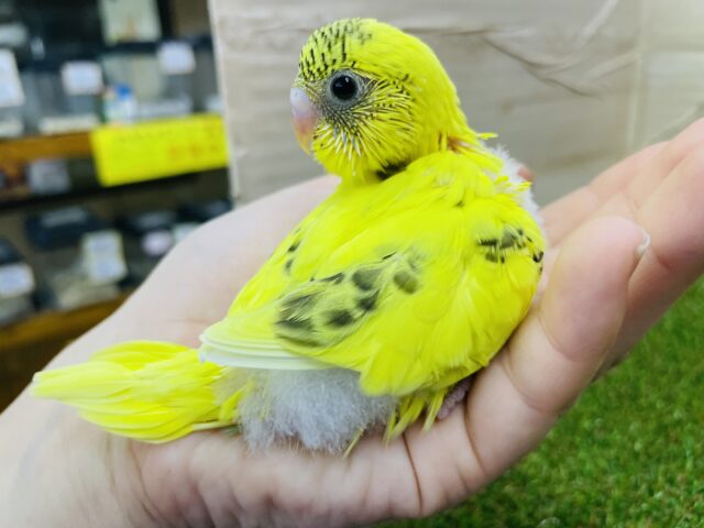 セキセイインコ