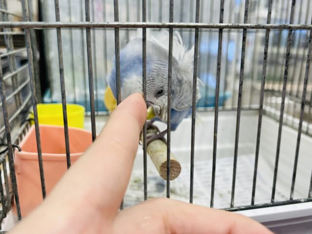 羽衣セキセイインコ