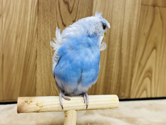 羽衣セキセイインコ