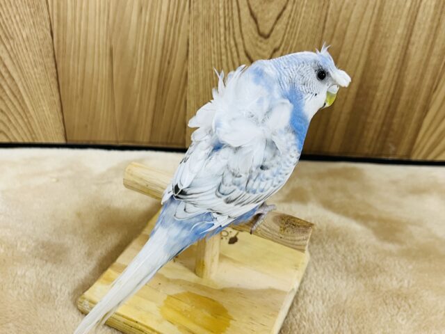 羽衣セキセイインコ