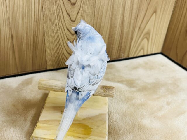 羽衣セキセイインコ