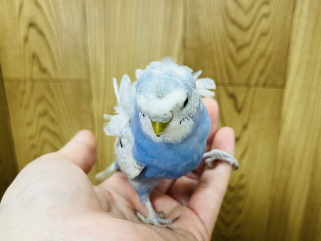 羽衣セキセイインコ