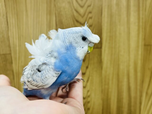 羽衣セキセイインコ