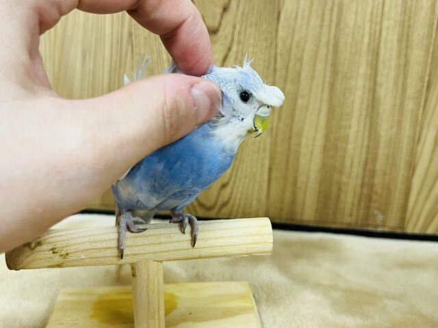 羽衣セキセイインコ