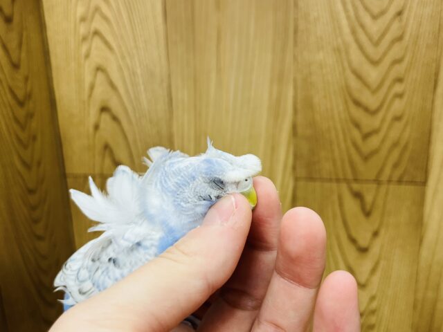 羽衣セキセイインコ