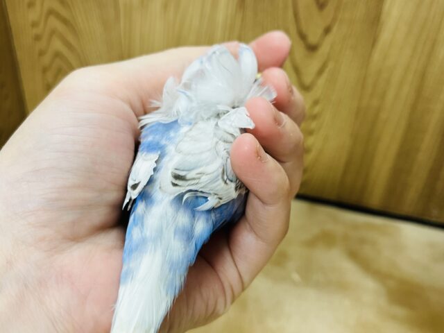 羽衣セキセイインコ