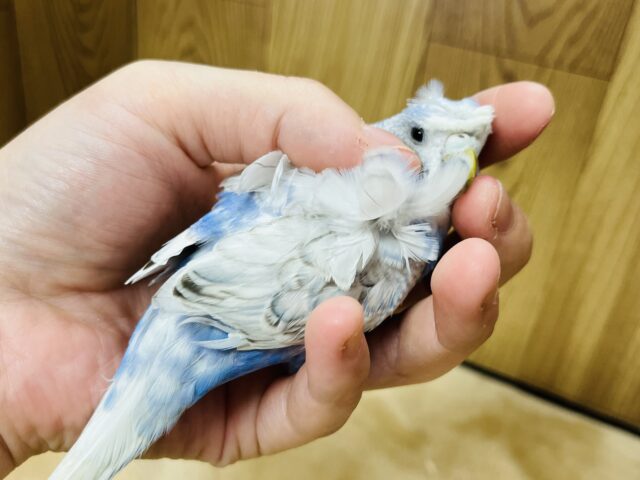 羽衣セキセイインコ