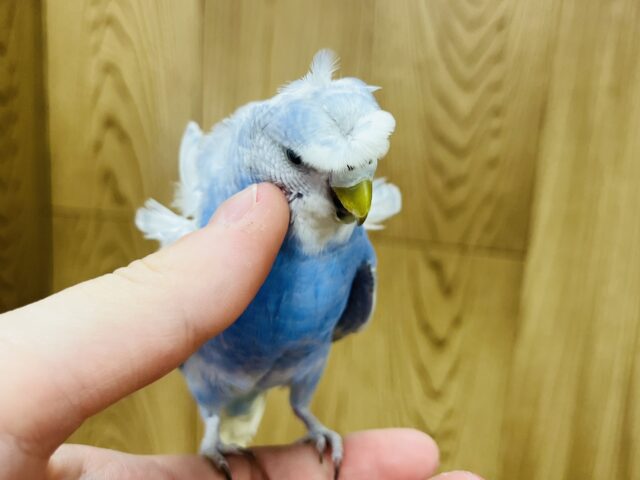 羽衣セキセイインコ