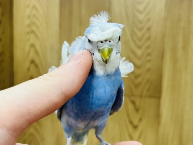 羽衣セキセイインコ