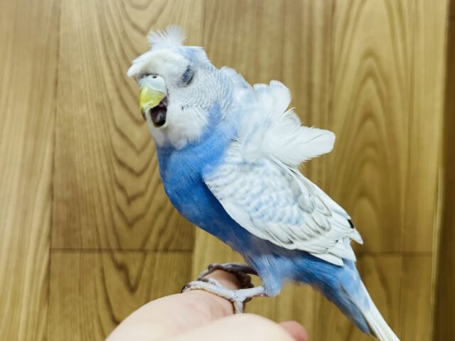 羽衣セキセイインコ