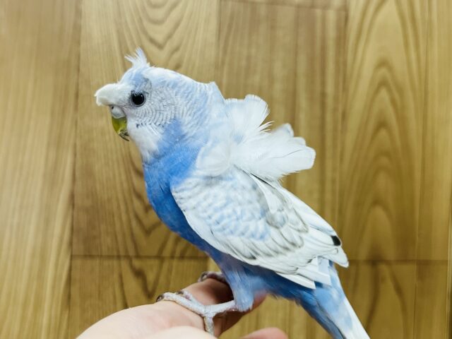 羽衣セキセイインコ