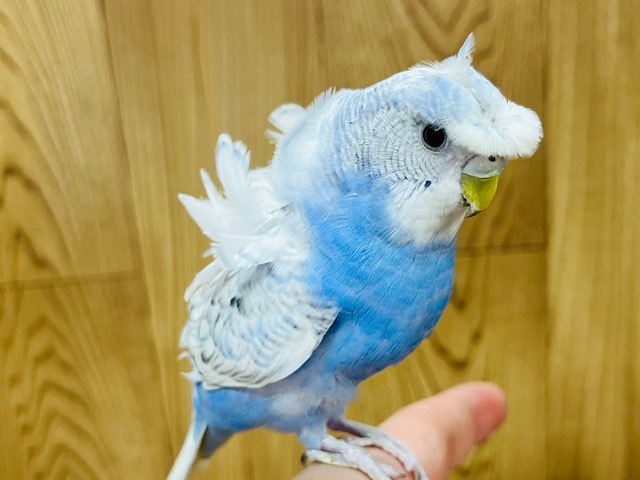 好奇心旺盛✨️人も鳥も大好きさん♡羽衣セキセイインコ(スパングル)