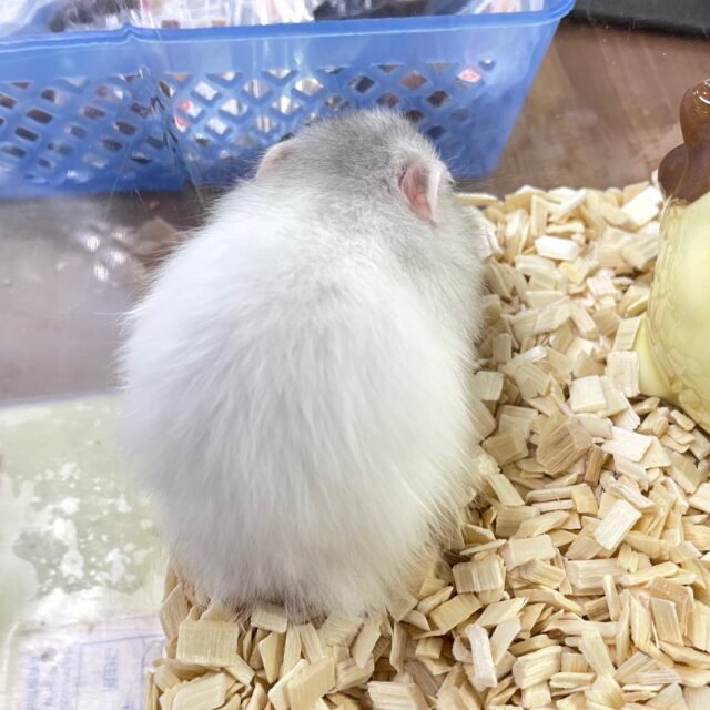 走るぞぉ〜🏃🏼💨🤍長毛ハムスター 🩶男の子 2023年9月生まれ ゴールデンハムスター